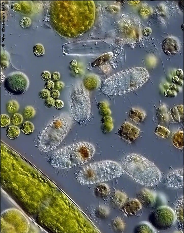 微生態(tài)制劑的應用