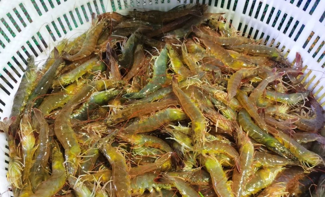 溫棚養(yǎng)殖南美白對(duì)蝦連續(xù)蛻殼怎么辦？