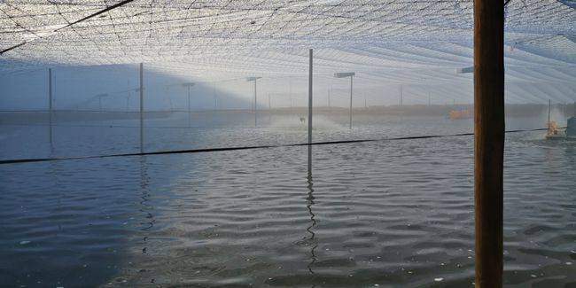 春季倒藻問題如何解決？