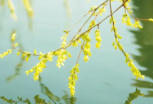 消毒和解毒如何區分？消毒劑殘留毒素怎么解？