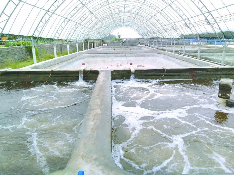 養蝦先養水！養水的關(guān)鍵核心原來(lái)是它！