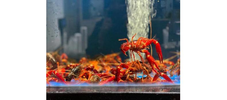 降溫來(lái)襲小龍蝦苗防寒刻不容緩