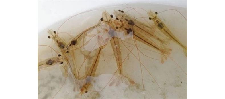 應(yīng)激反應(yīng)原因解析以及應(yīng)對(duì)措施