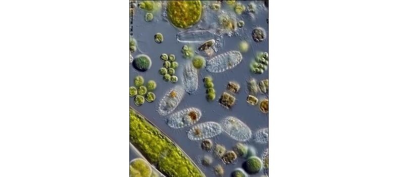 微生態(tài)制劑的應用