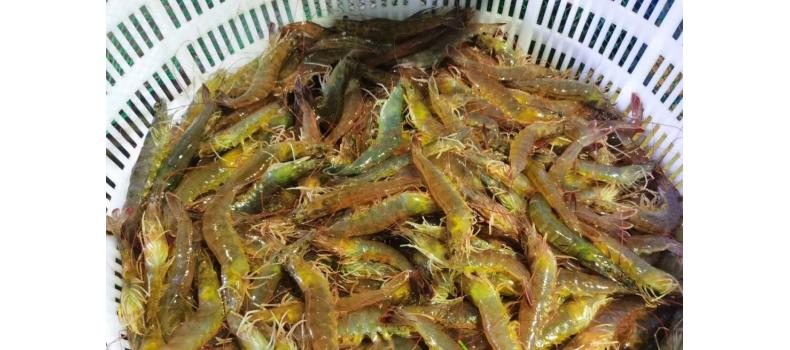 溫棚養(yǎng)殖南美白對(duì)蝦連續(xù)蛻殼怎么辦？