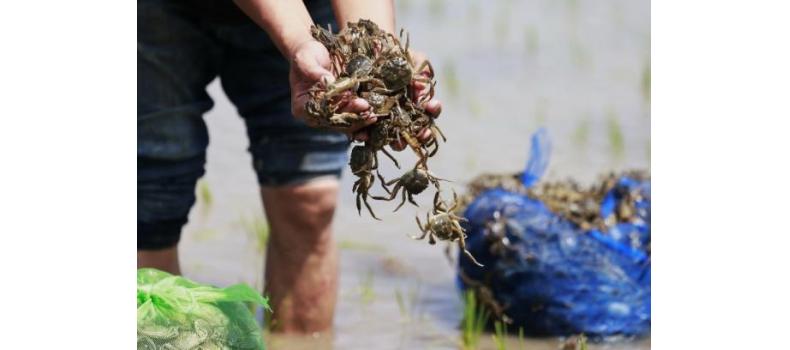 投苗后河蟹上岸怎么辦？