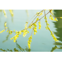 消毒和解毒如何區分？消毒劑殘留毒素怎么解？