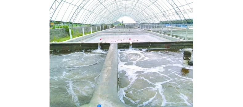 養蝦先養水！養水的關(guān)鍵核心原來(lái)是它！